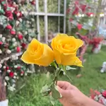 Single Flowers - Yellow